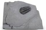 Calymene Niagarensis Trilobite Fossil - New York #357100-1